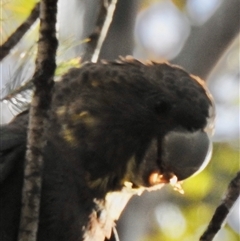 Calyptorhynchus lathami lathami at Bullio, NSW - suppressed