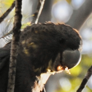 Calyptorhynchus lathami lathami at Bullio, NSW - suppressed