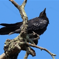 Corvus coronoides at Chiltern, VIC - 26 Dec 2024 by KylieWaldon