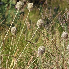 Allium sp. at Chiltern, VIC - 26 Dec 2024 by KylieWaldon