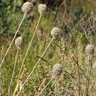 Allium sativum (Garlic) at Chiltern, VIC - 27 Dec 2024 by KylieWaldon