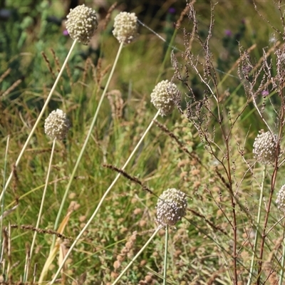 Allium sativum (Garlic) at Chiltern, VIC - 27 Dec 2024 by KylieWaldon