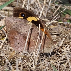 Heteronympha merope at Chiltern, VIC - 27 Dec 2024 08:20 AM