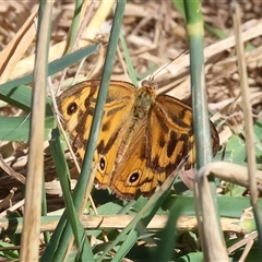 Heteronympha merope at Chiltern, VIC - 27 Dec 2024 08:20 AM