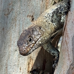 Egernia cunninghami (Cunningham's Skink) at Woolgarlo, NSW - 30 Dec 2024 by SustainableSeg