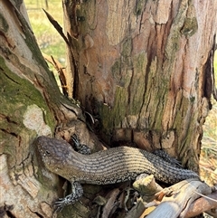 Egernia cunninghami at Woolgarlo, NSW - suppressed