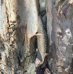 Egernia cunninghami at Woolgarlo, NSW - suppressed