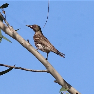 Oriolus sagittatus at Chiltern, VIC - 27 Dec 2024 08:15 AM