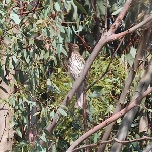 Oriolus sagittatus at Chiltern, VIC - 27 Dec 2024 08:15 AM