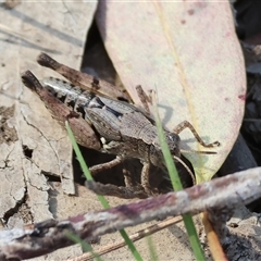 Phaulacridium vittatum at Chiltern, VIC - 26 Dec 2024 by KylieWaldon