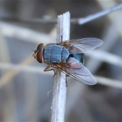 Unidentified Blow fly (Calliphoridae) at Wodonga, VIC - 25 Dec 2024 by KylieWaldon