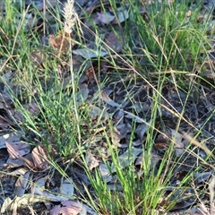 Rytidosperma sp. (Wallaby Grass) at Wodonga, VIC - 26 Dec 2024 by KylieWaldon