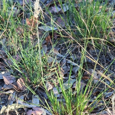 Rytidosperma sp. at Wodonga, VIC - 25 Dec 2024 by KylieWaldon