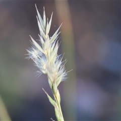 Rytidosperma sp. at Wodonga, VIC - 26 Dec 2024 06:13 AM