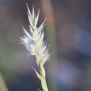 Rytidosperma sp. at Wodonga, VIC - 26 Dec 2024 06:13 AM