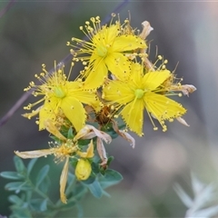 Hypericum perforatum at Wodonga, VIC - 25 Dec 2024 by KylieWaldon