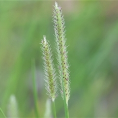 Unidentified Grass at Wodonga, VIC - 25 Dec 2024 by KylieWaldon