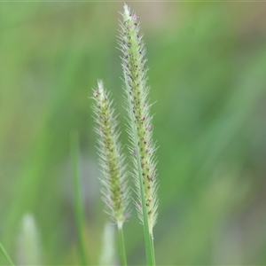 Unidentified Grass at Wodonga, VIC by KylieWaldon