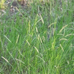 Setaria parviflora at Wodonga, VIC - 26 Dec 2024 06:15 AM
