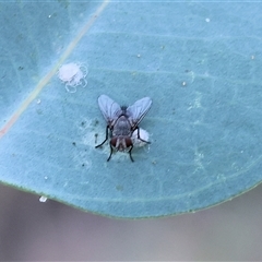 Unidentified Bristle Fly (Tachinidae) at Wodonga, VIC - 25 Dec 2024 by KylieWaldon