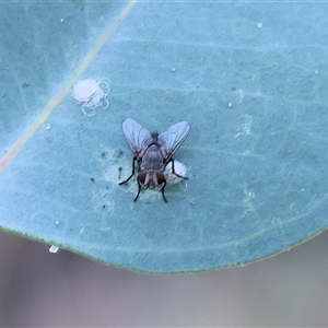 Tachinidae (family) (Unidentified Bristle fly) at Wodonga, VIC by KylieWaldon