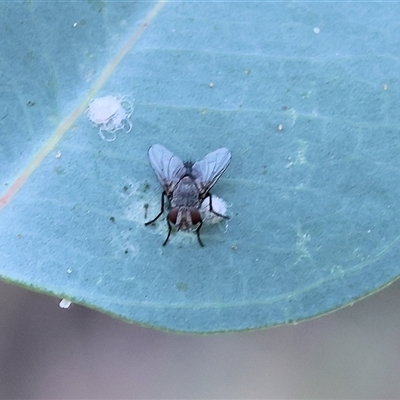 Unidentified Bristle Fly (Tachinidae) at Wodonga, VIC - 25 Dec 2024 by KylieWaldon