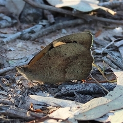 Heteronympha merope (Common Brown Butterfly) at Wodonga, VIC - 26 Dec 2024 by KylieWaldon