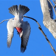 Eolophus roseicapilla (Galah) at Wodonga, VIC - 26 Dec 2024 by KylieWaldon