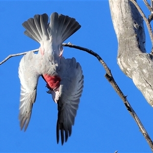 Eolophus roseicapilla (Galah) at Wodonga, VIC by KylieWaldon