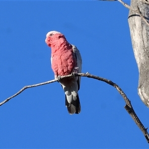 Eolophus roseicapilla at Wodonga, VIC - 26 Dec 2024 06:19 AM