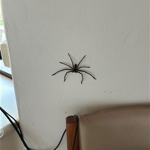 Holconia immanis at Kangaroo Valley, NSW - suppressed