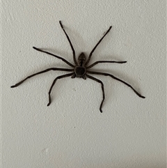 Holconia immanis at Kangaroo Valley, NSW - suppressed