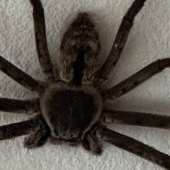 Holconia immanis at Kangaroo Valley, NSW - suppressed