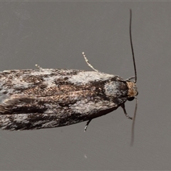 Phylomictis maligna (A Stenomatinae moth) at Jerrabomberra, NSW - 30 Dec 2024 by DianneClarke