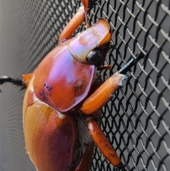 Anoplognathus montanus (Montane Christmas beetle) at Gundaroo, NSW - 31 Dec 2024 by Gunyijan