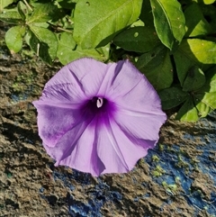 Ipomoea cairica (Coastal Morning Glory, Mile a Minute) at Port Macquarie, NSW - 31 Dec 2024 by trevorpreston