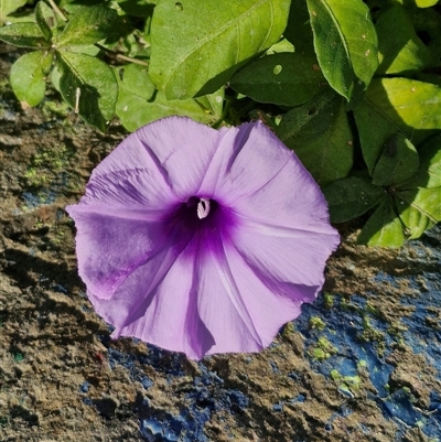 Ipomoea cairica (Coastal Morning Glory, Mile a Minute) at Port Macquarie, NSW - 31 Dec 2024 by trevorpreston