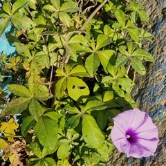 Ipomoea cairica at Port Macquarie, NSW - 31 Dec 2024 08:36 AM