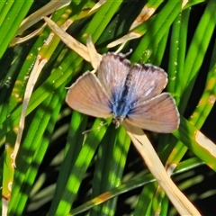 Zizina otis (Common Grass-Blue) at Port Macquarie, NSW - 31 Dec 2024 by trevorpreston