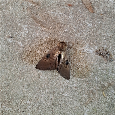 Dasypodia selenophora (Southern old lady moth) at Wanniassa, ACT - 30 Dec 2024 by LPadg