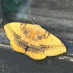 Anthela varia (Hairy Mary) at Woolgarlo, NSW - 31 Dec 2024 by SustainableSeg