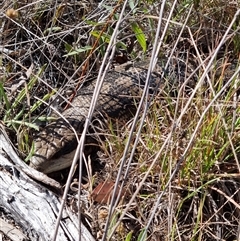 Tiliqua scincoides scincoides (Eastern Blue-tongue) at Yarralumla, ACT - 31 Dec 2024 by jpittock