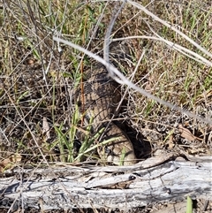 Tiliqua scincoides scincoides at Yarralumla, ACT - 31 Dec 2024 09:10 AM