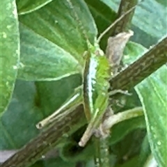 Conocephalomima barameda (False Meadow Katydid, Barameda) at Kangaroo Valley, NSW - 31 Dec 2024 by lbradley