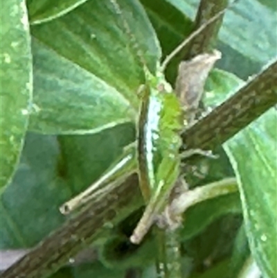 Conocephalomima barameda (False Meadow Katydid, Barameda) at Kangaroo Valley, NSW - 31 Dec 2024 by lbradley