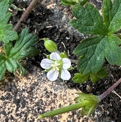 Geranium homeanum by lbradley