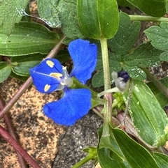 Commelina cyanea at Kangaroo Valley, NSW - suppressed