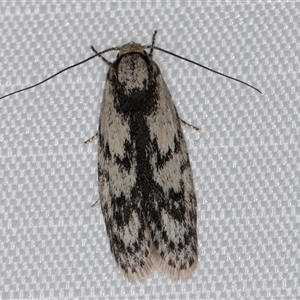 Phylomictis maligna (A Stenomatinae moth) at Melba, ACT by kasiaaus