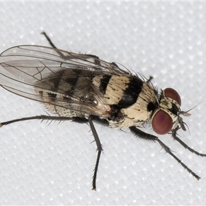 Anthomyia vicarians at Melba, ACT by kasiaaus