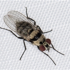 Anthomyia vicarians at Melba, ACT - 29 Dec 2024